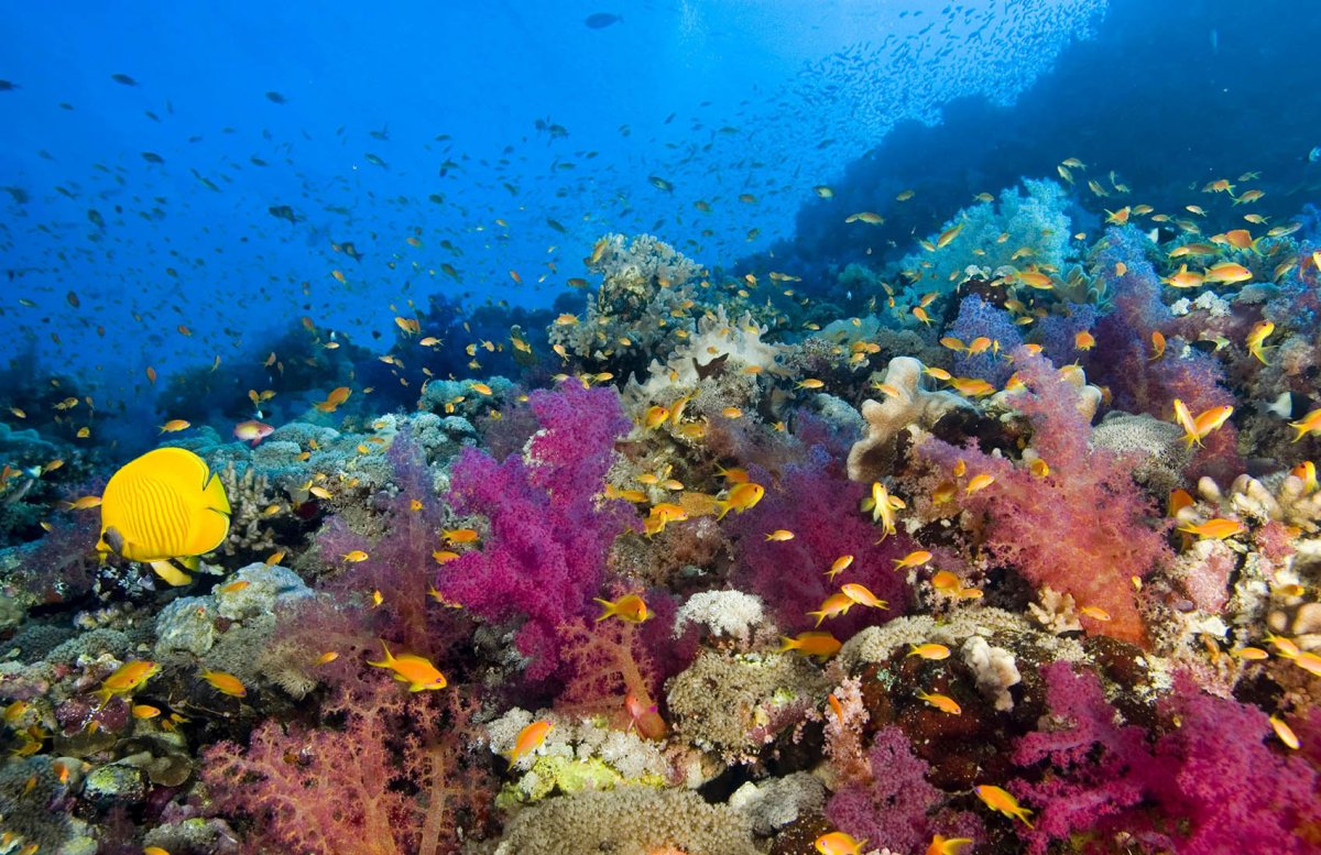 Морской риф красное море