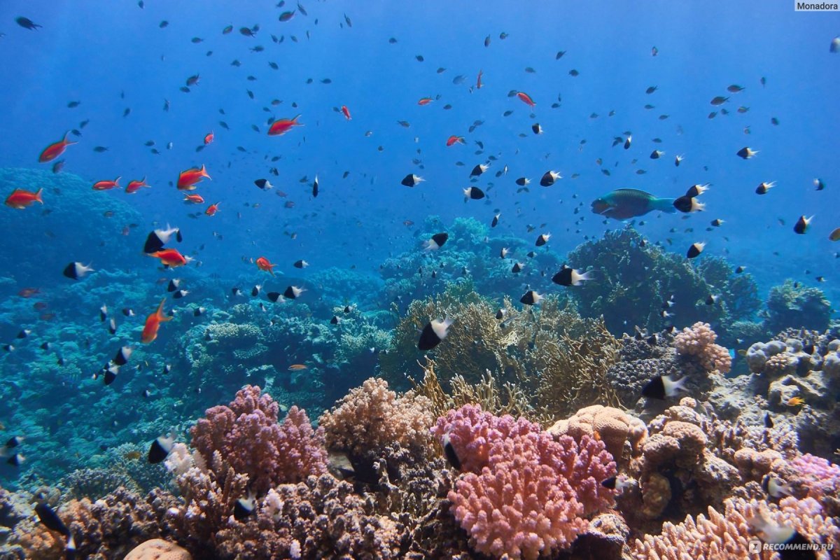 Красное море Шарм-Эль-Шейх