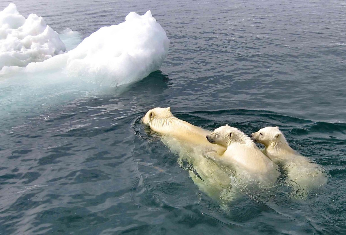 Карское море белые медведи