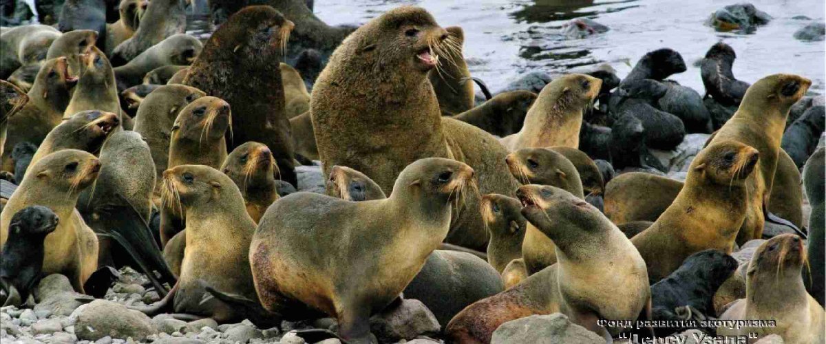 Командорские острова заповедник морские котики