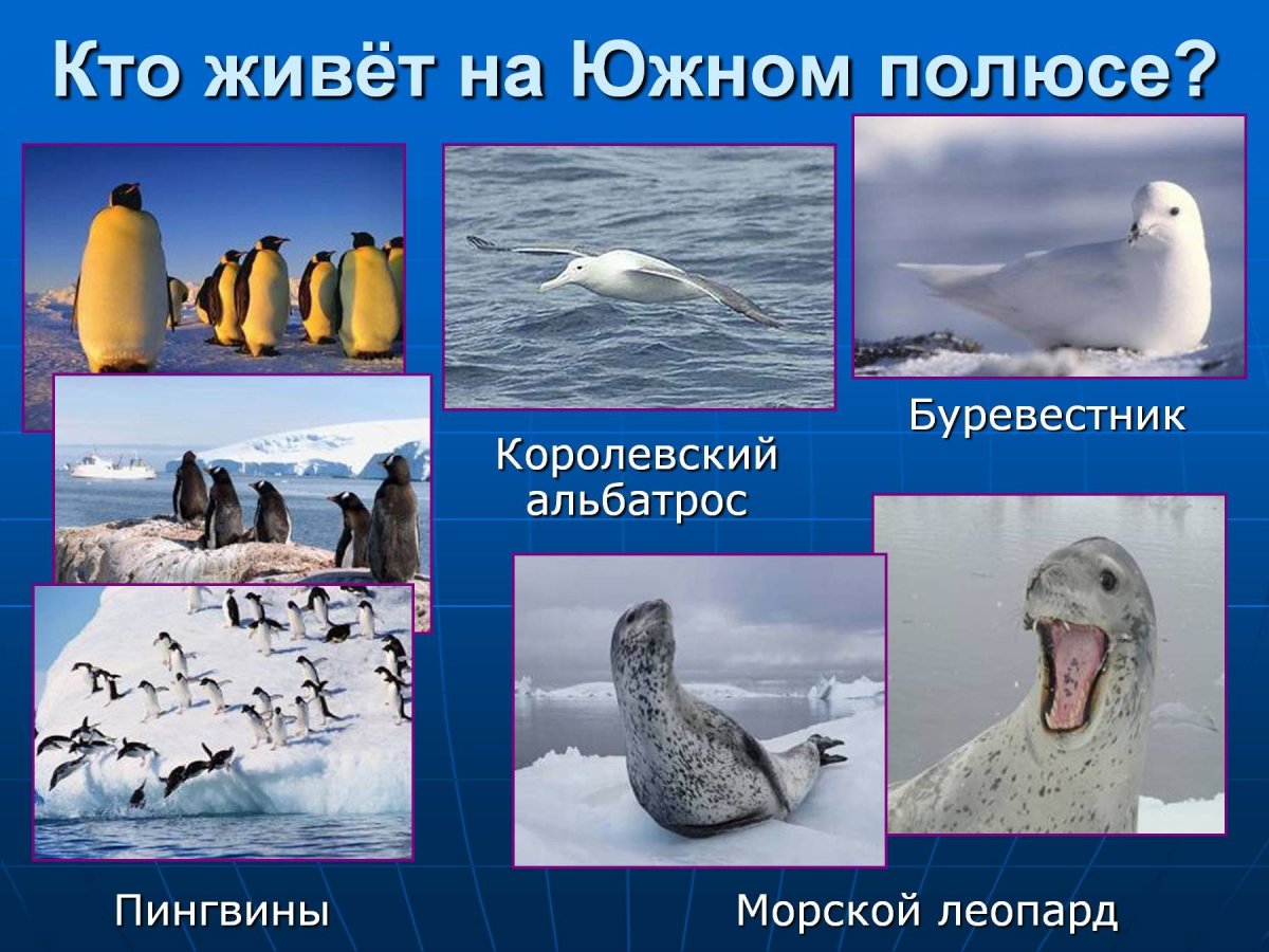 Обитатели Южного полюса