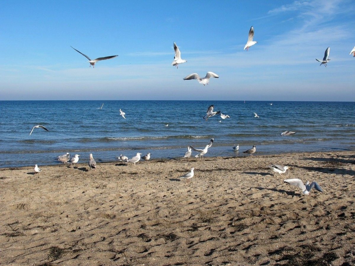 Альбатрос черное море