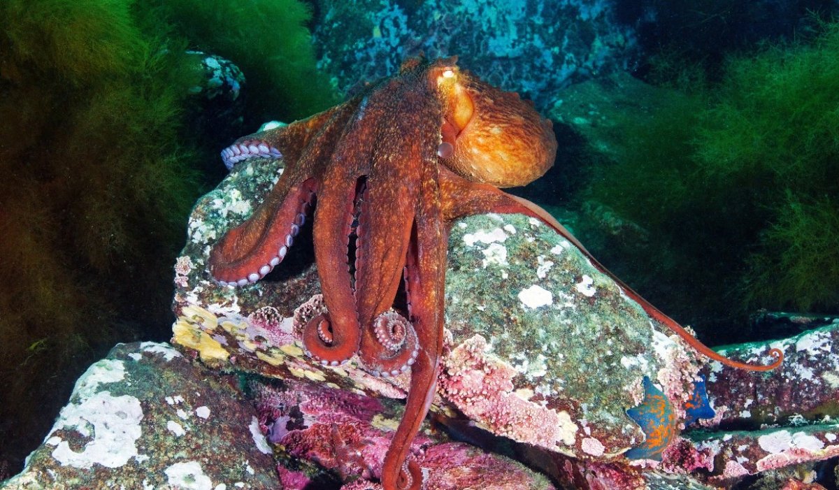 Осьминог японского моря