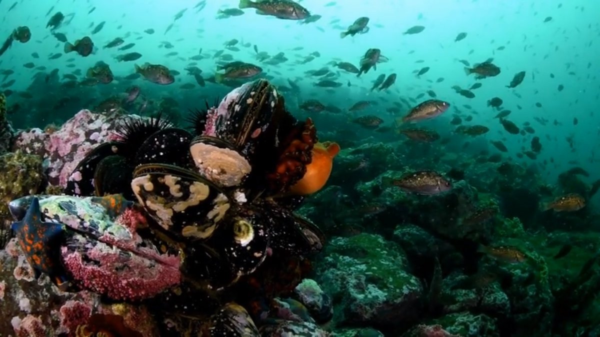 Подводный мир японского моря