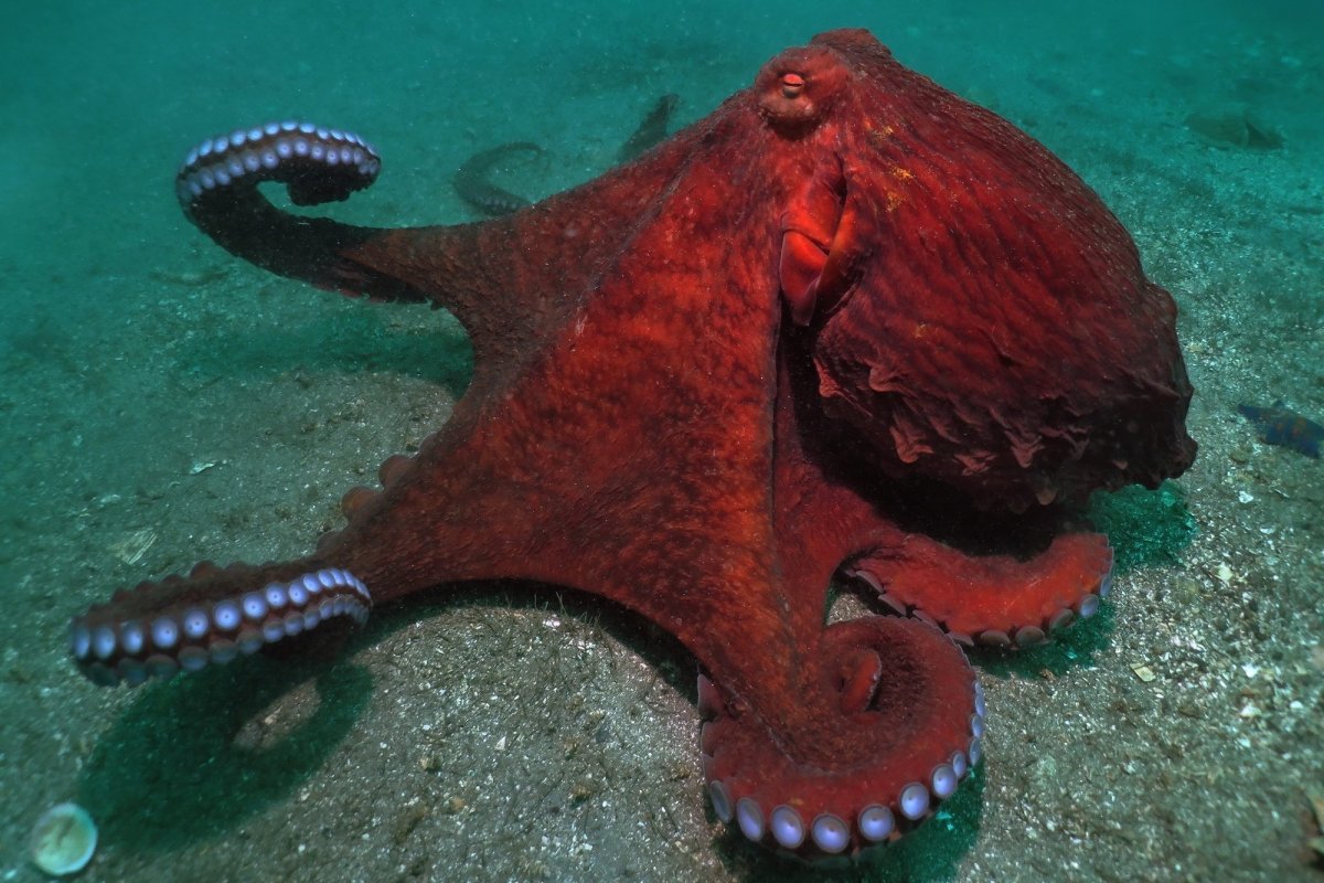 Осьминог японского моря