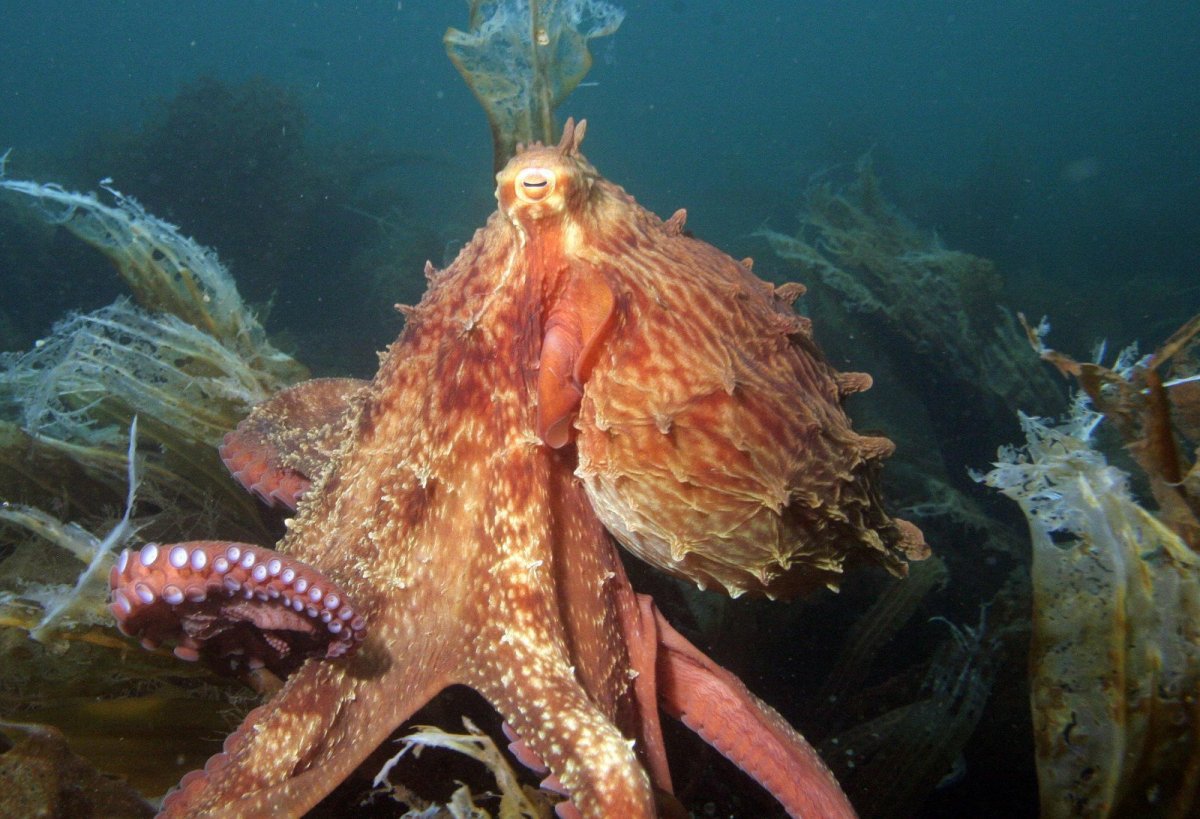 Дальневосточный морской заповедник животные