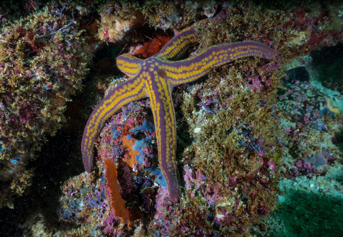 Морские звезды японского моря