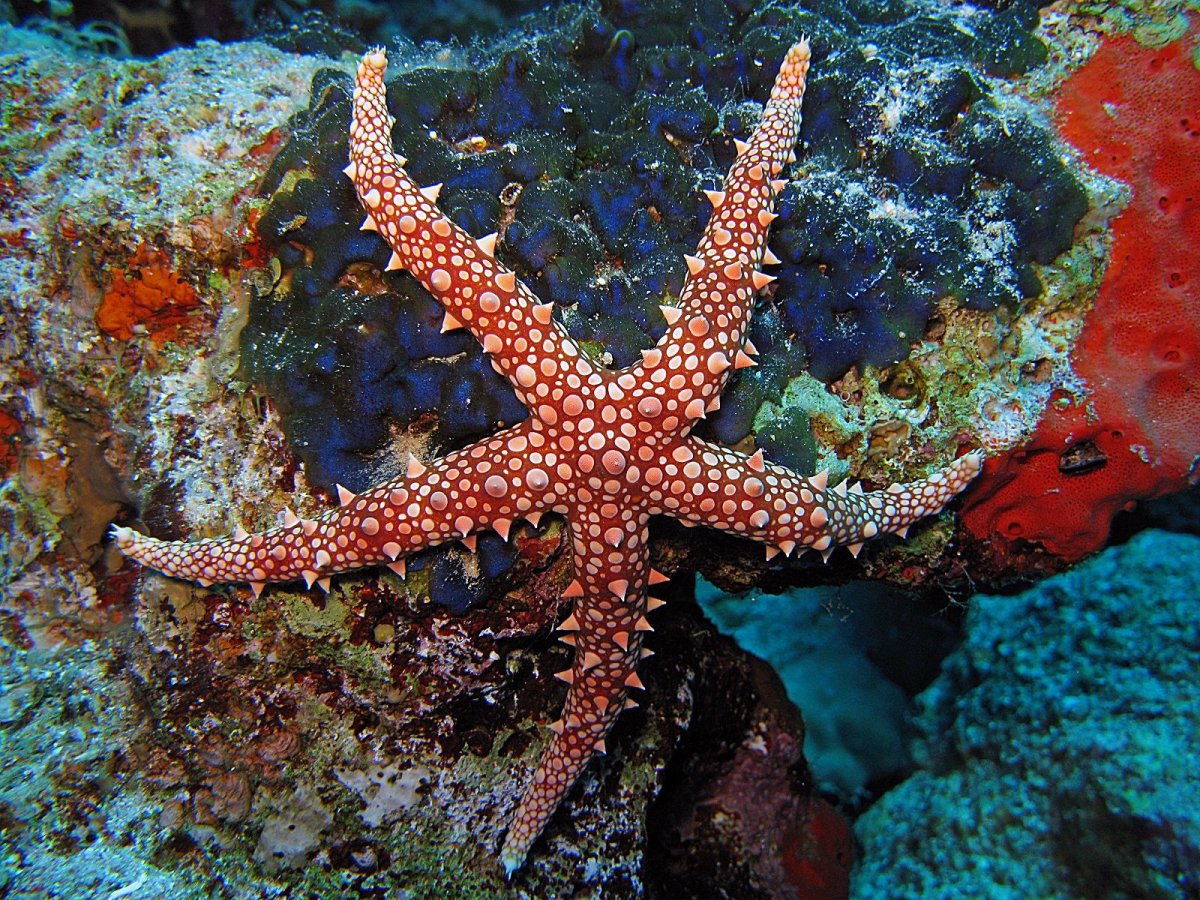 Египетская морская звезда (Gomophia egyptiaca)