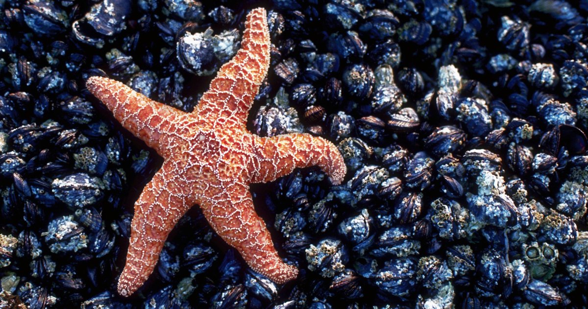 Морские звезды в Азовском море