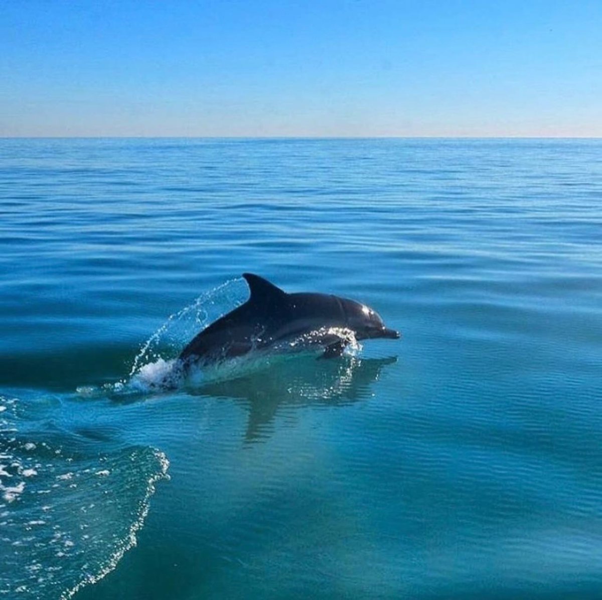 Афалины в черном море