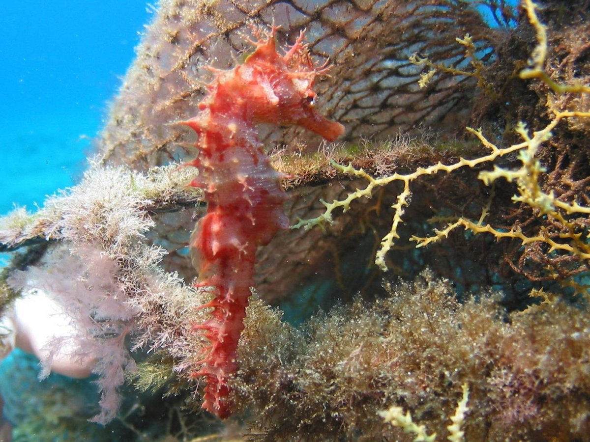 Фауна черного моря
