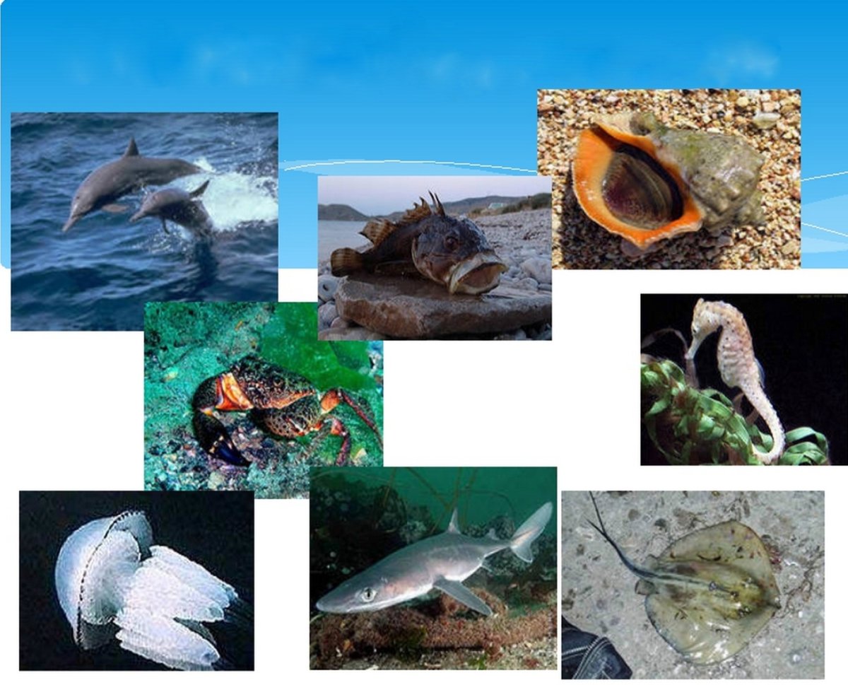 Обитатели чёрного моря обитатели чёрного моря
