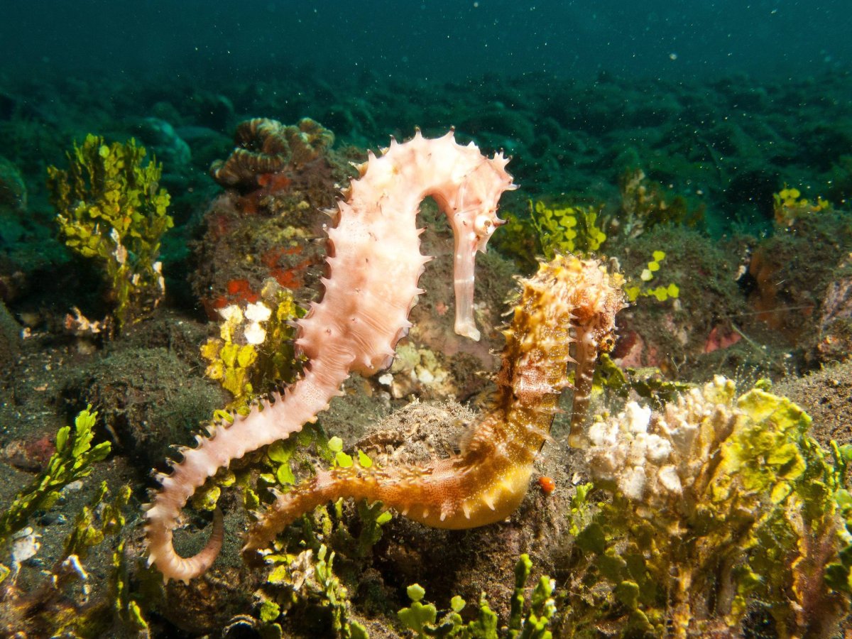 Морской конек в черном море