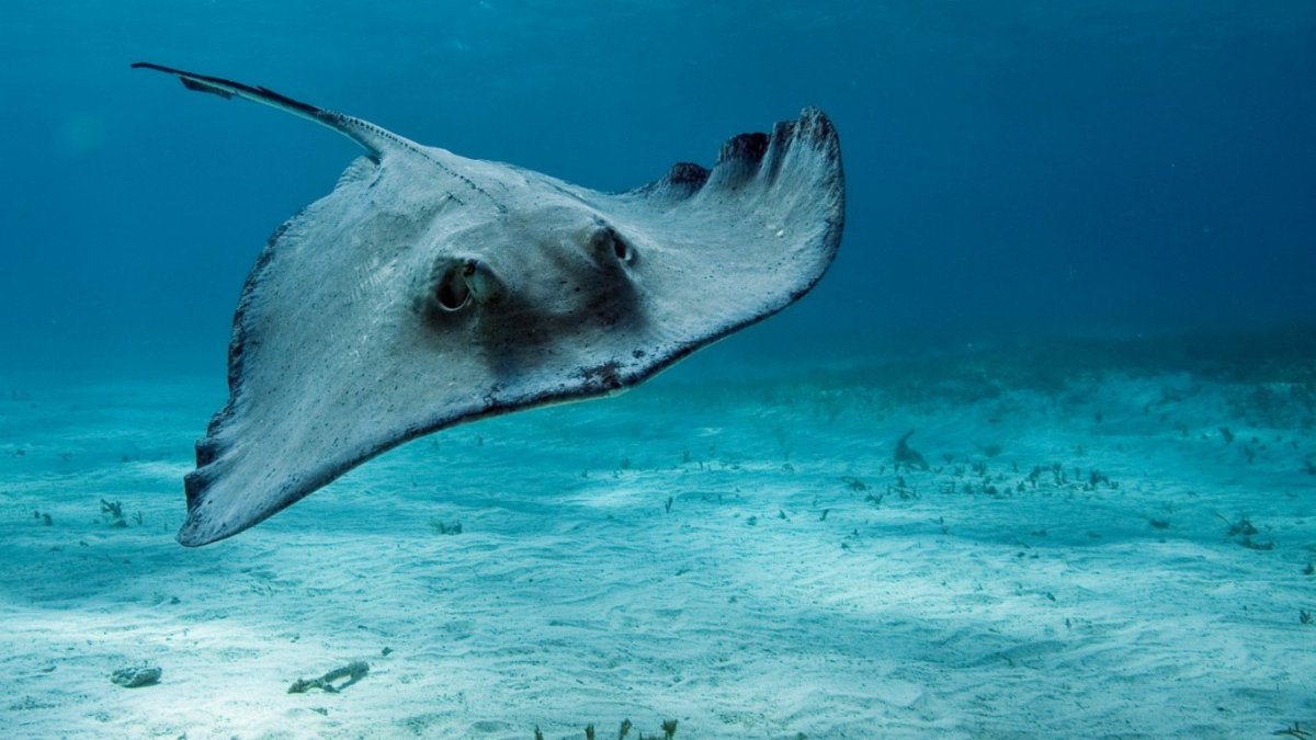 Хвостокол морской кот