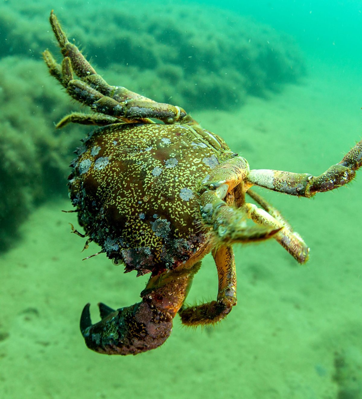 Крабы в черном море Крым