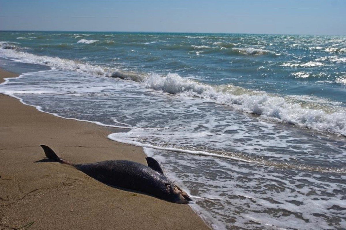 Дельфины на побережье черного моря