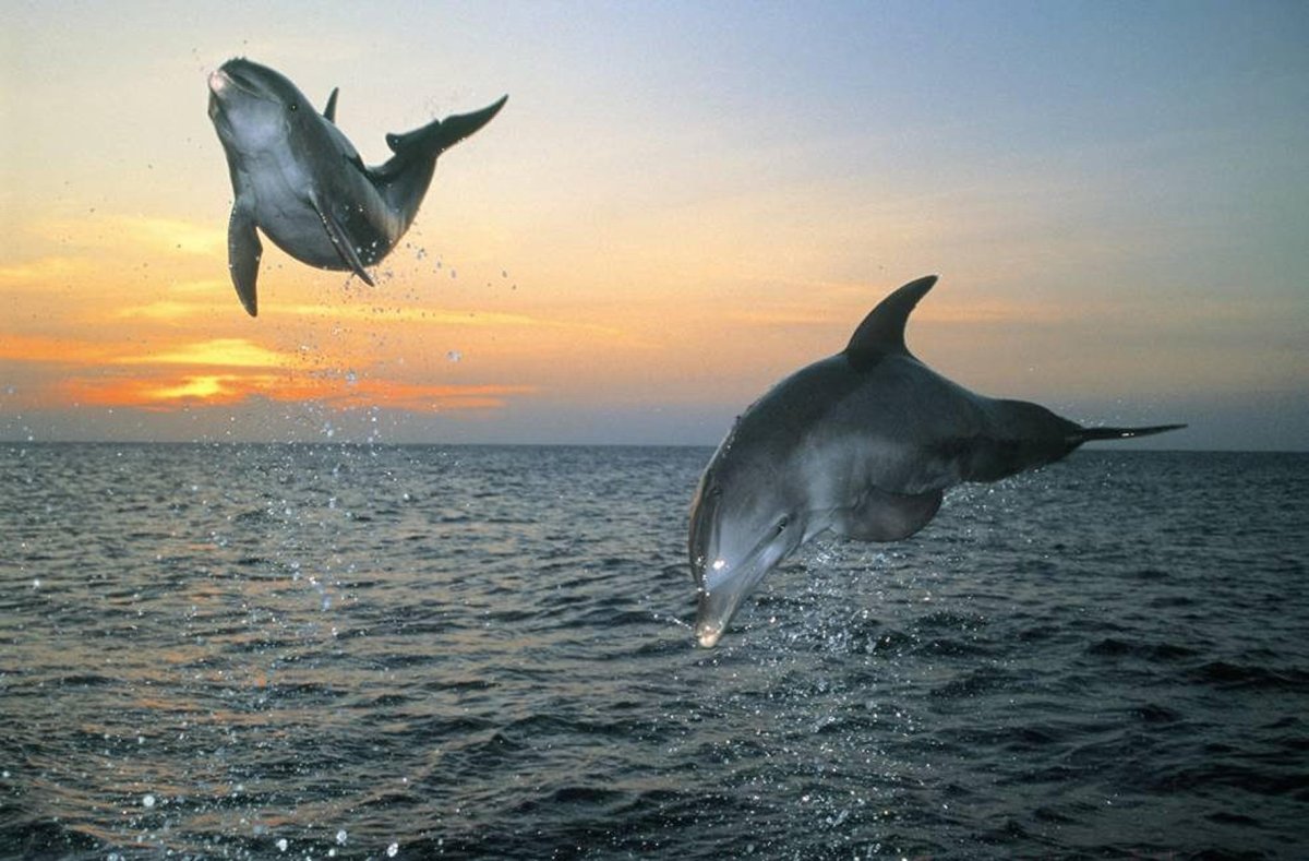 Дельфин в черном море