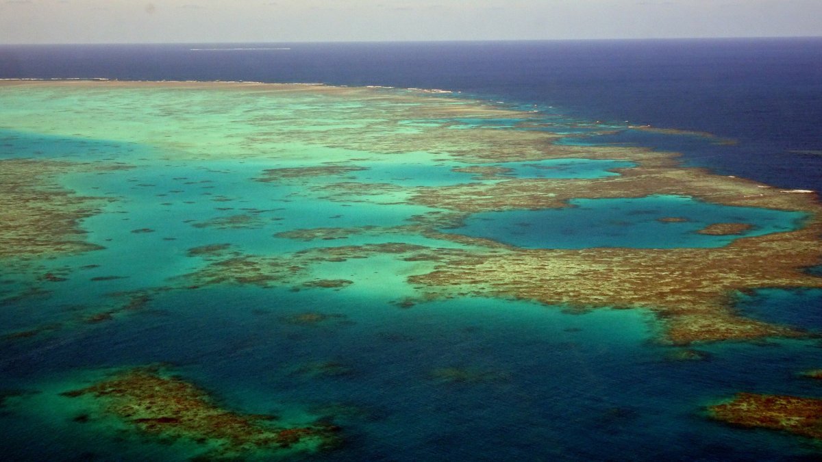 Саргассово море