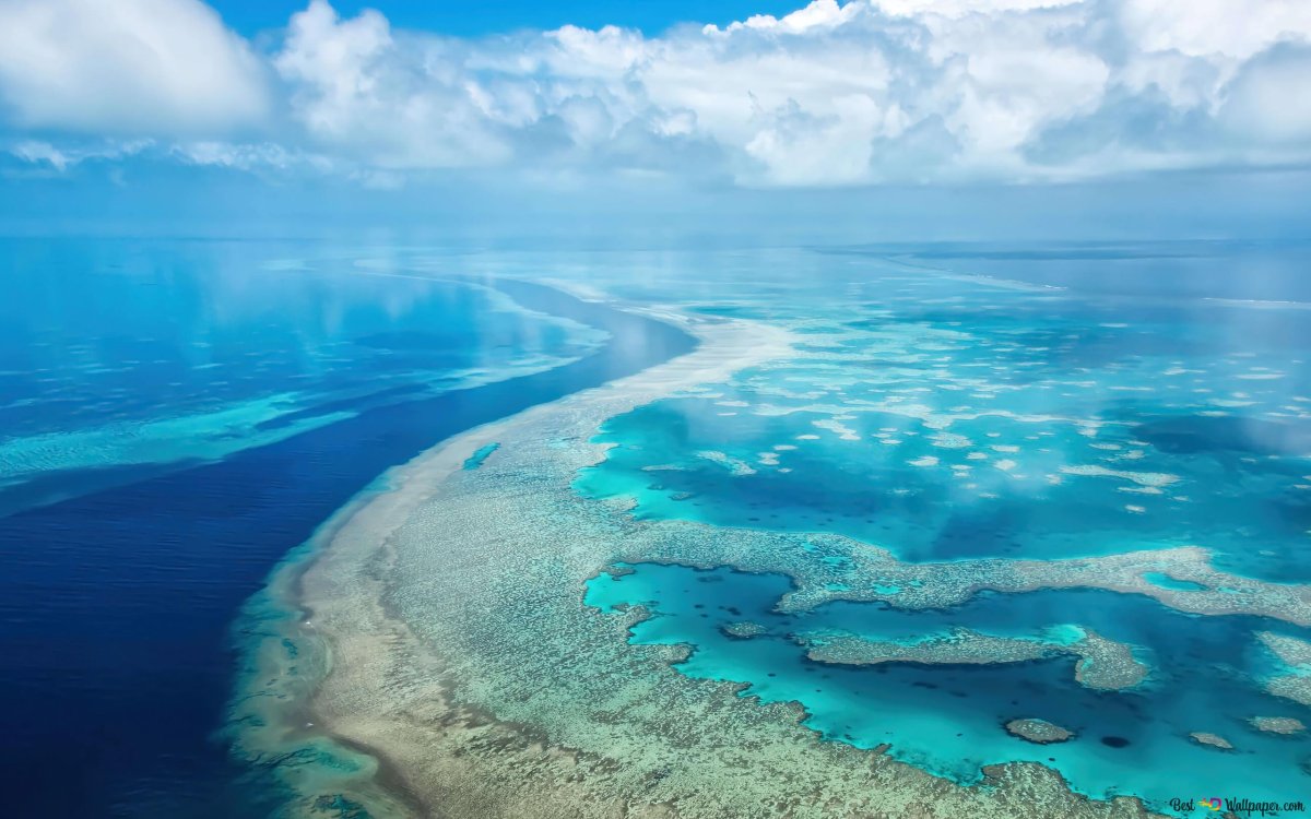 Саргассово море