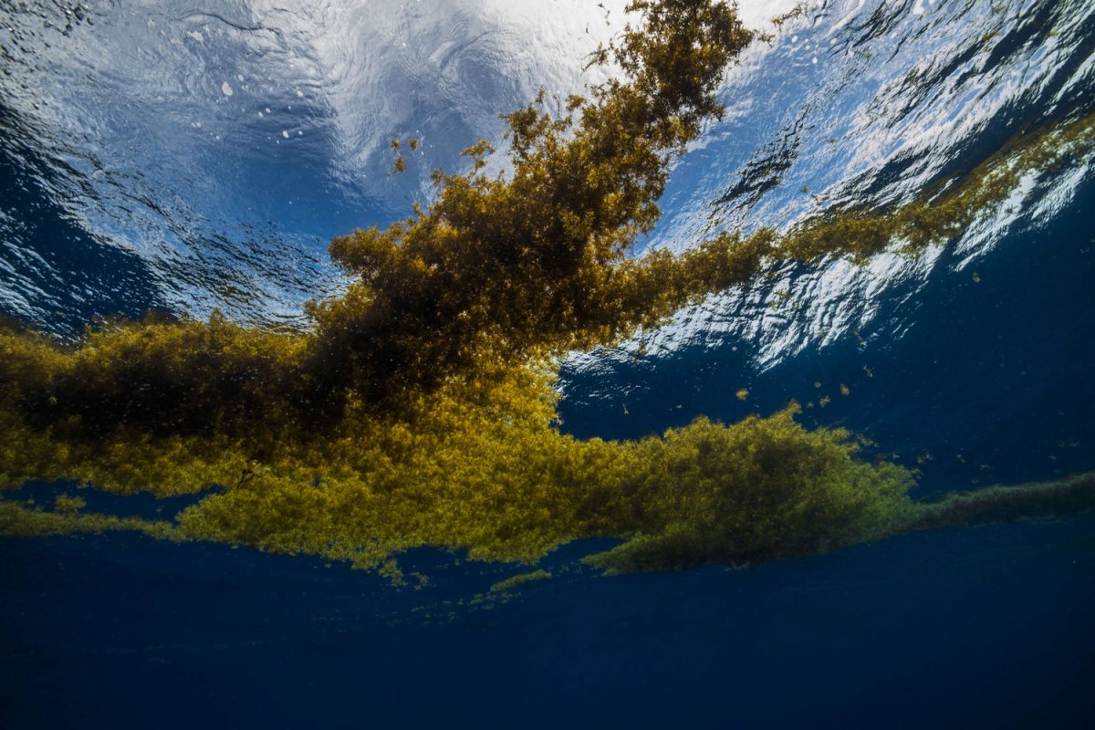 Sargasso Sea 1997