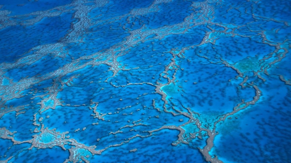 Саргассово море вид сверху