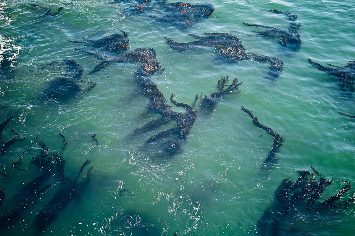 Саргассово море дно