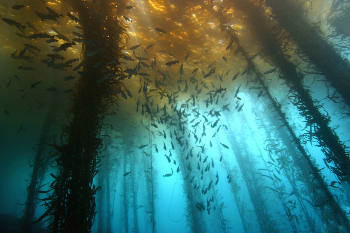 Саргассово море водоросли
