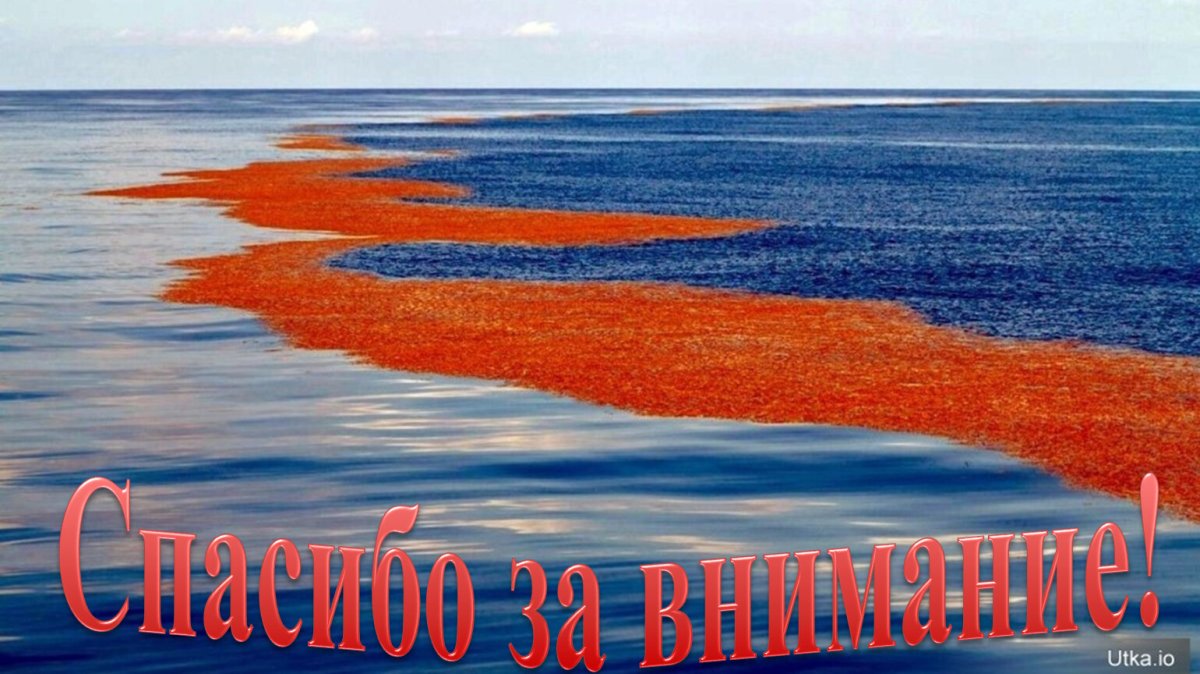 Саргассово море водоросли саргассум
