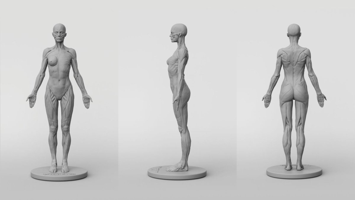 Female Anatomy for artists skinny photo Set