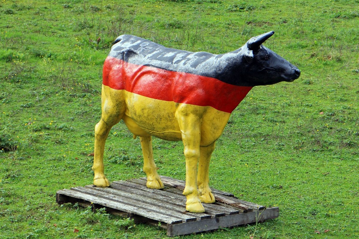 Коровы в Германии