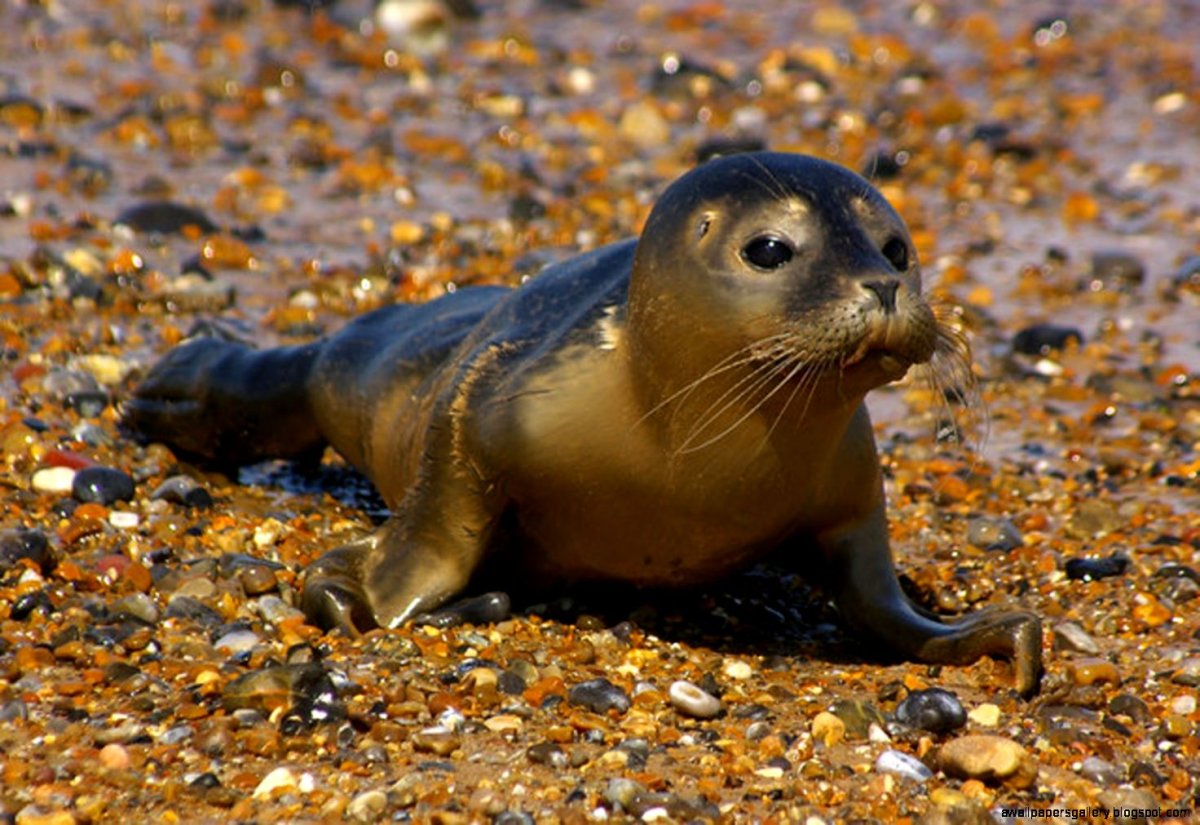 Тюлень common Seal