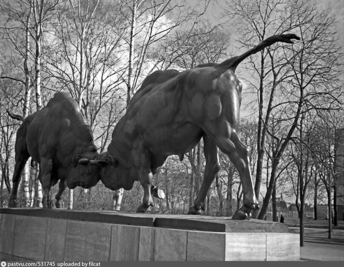 Борющиеся зубры Старая фотография кенигсергкалининград