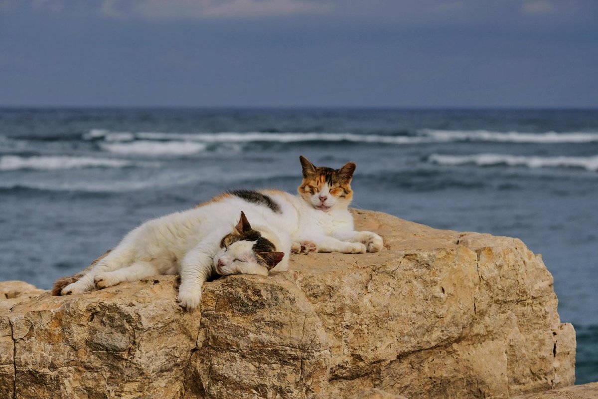 Кот на пляже