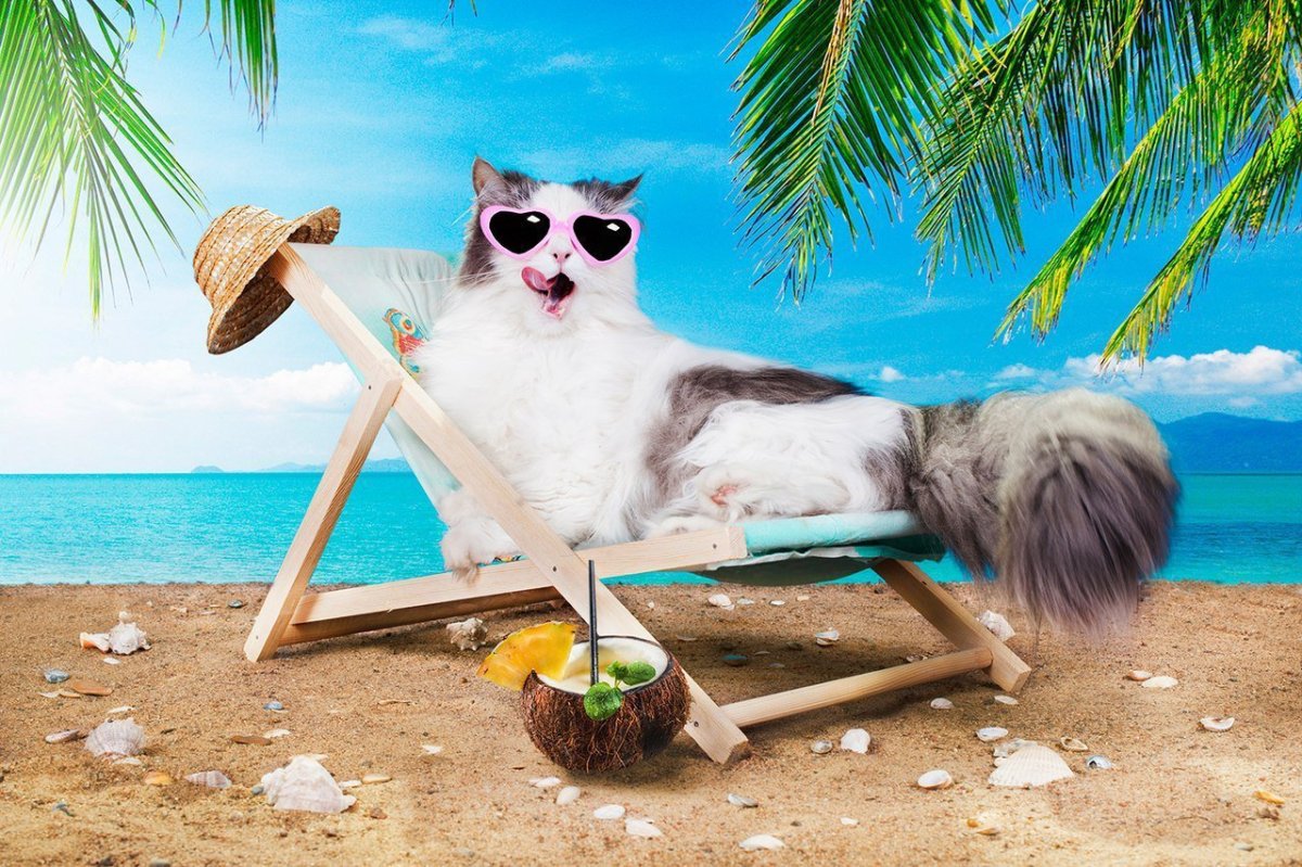 Кот на море