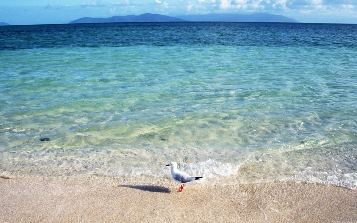 Чистое черное море