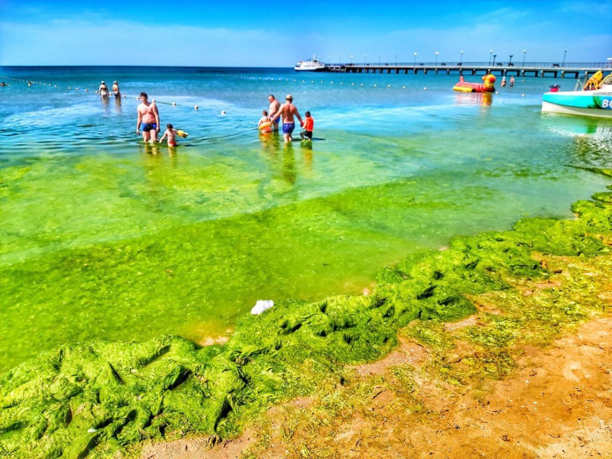 Черное море цветет Анапа