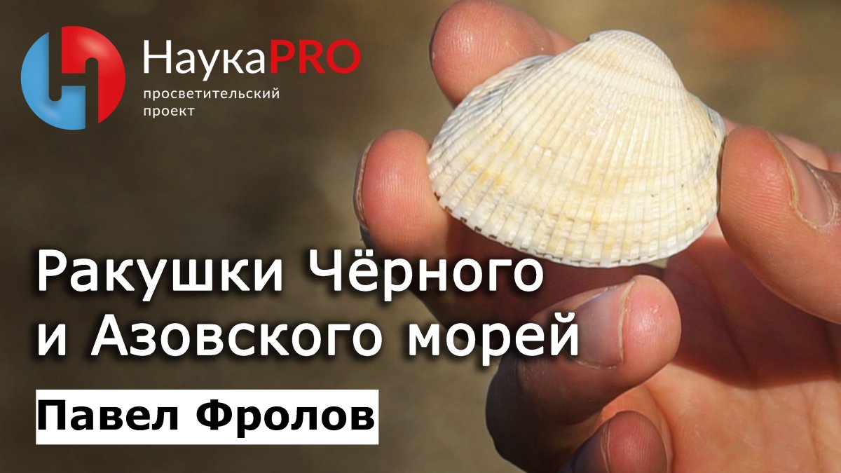 Ракушки Азовского моря
