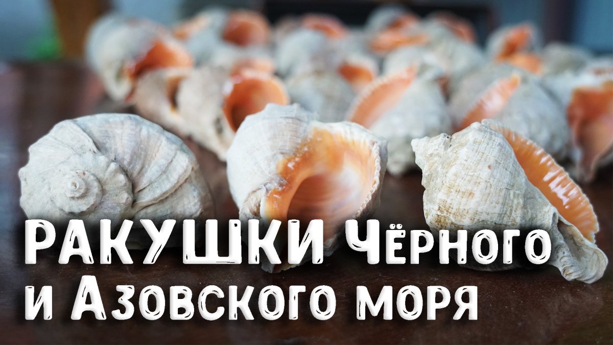 Моллюск в ракушке