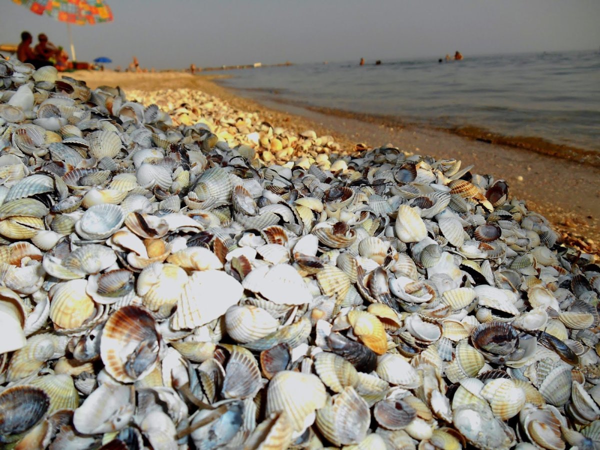 Моллюск рапана Азовское море