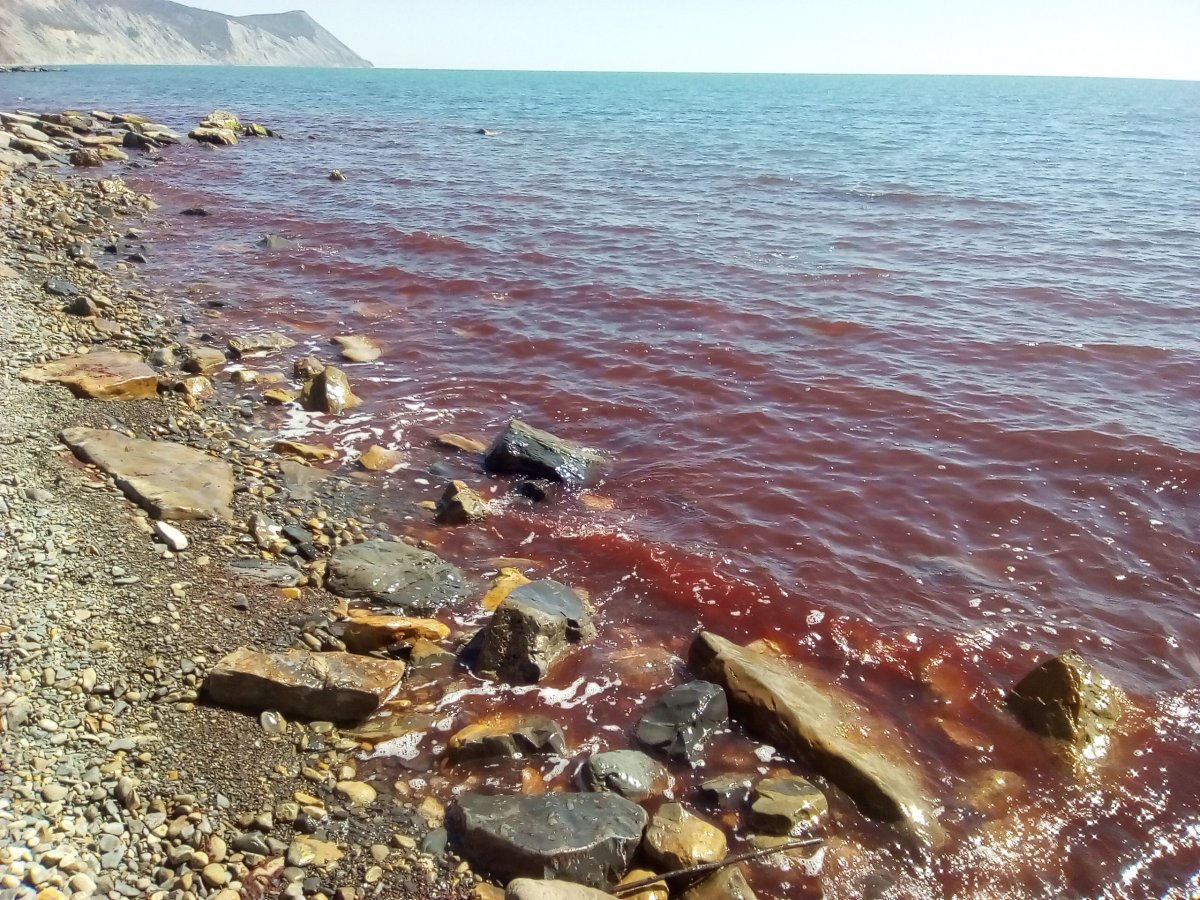 Красное море в Анапе