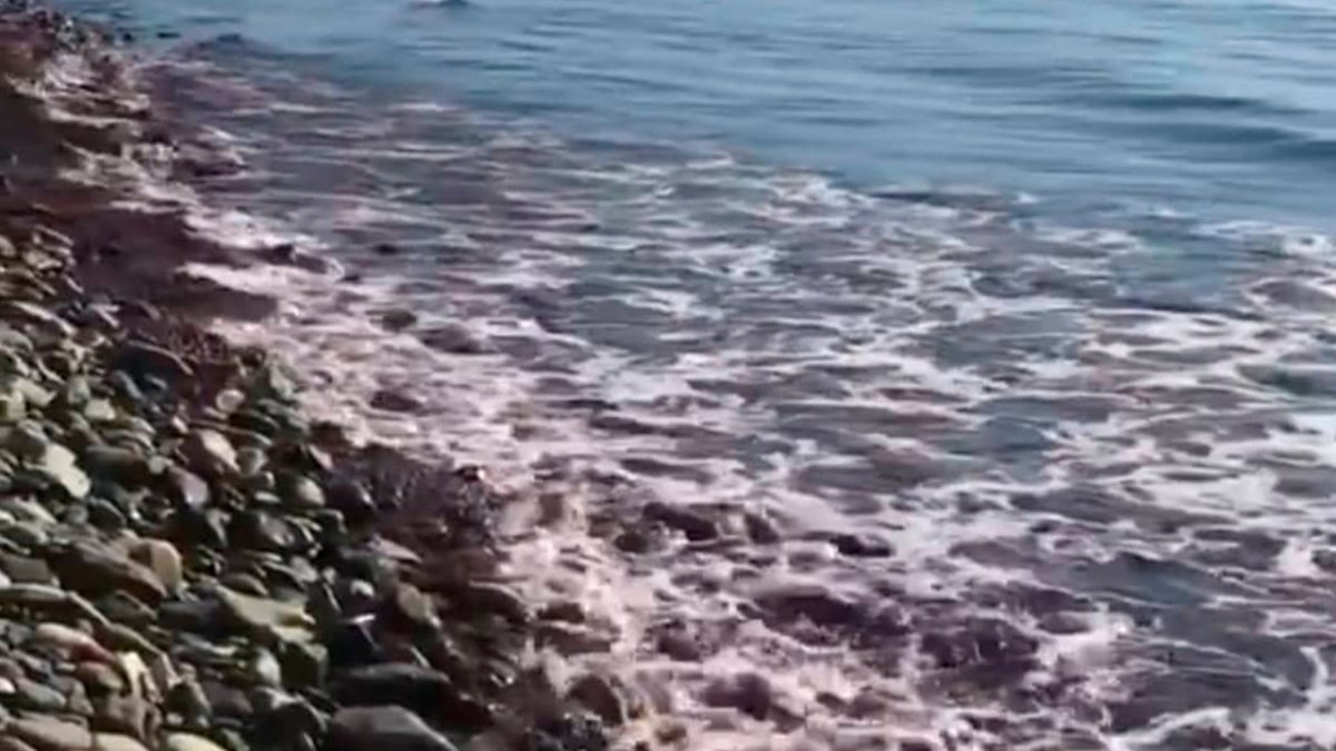В Новороссийске окрасилось море в красный цвет
