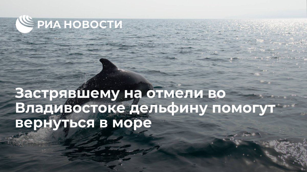 Дельфины нападают на людей
