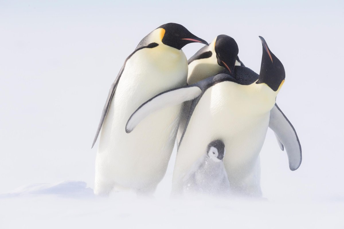 Bbc Penguins