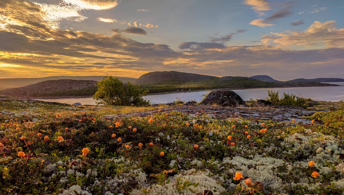 Морошковые поля у белого моря