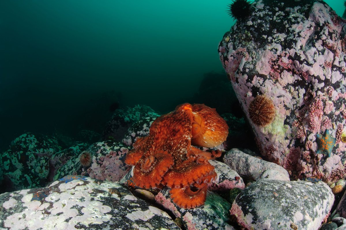 Фауна японского моря