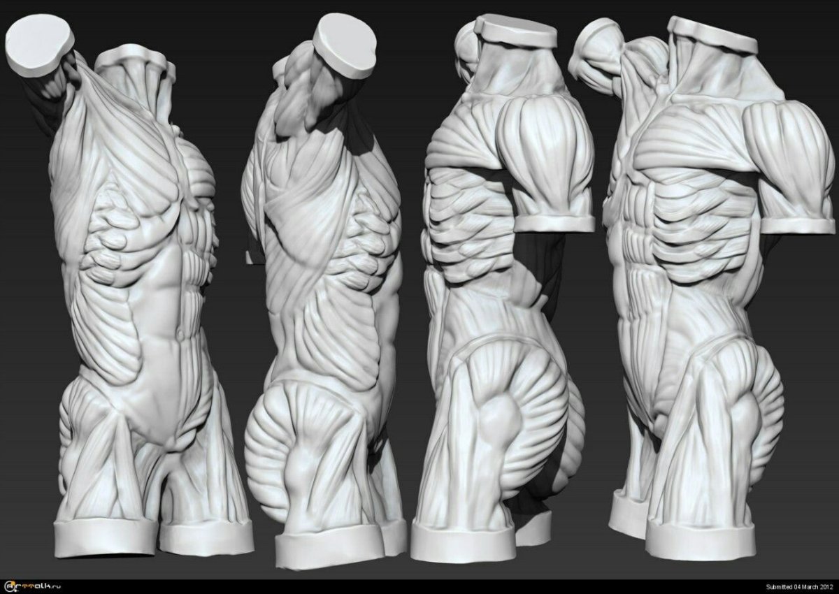 Sculpting Comp №35 "торс Экорше"