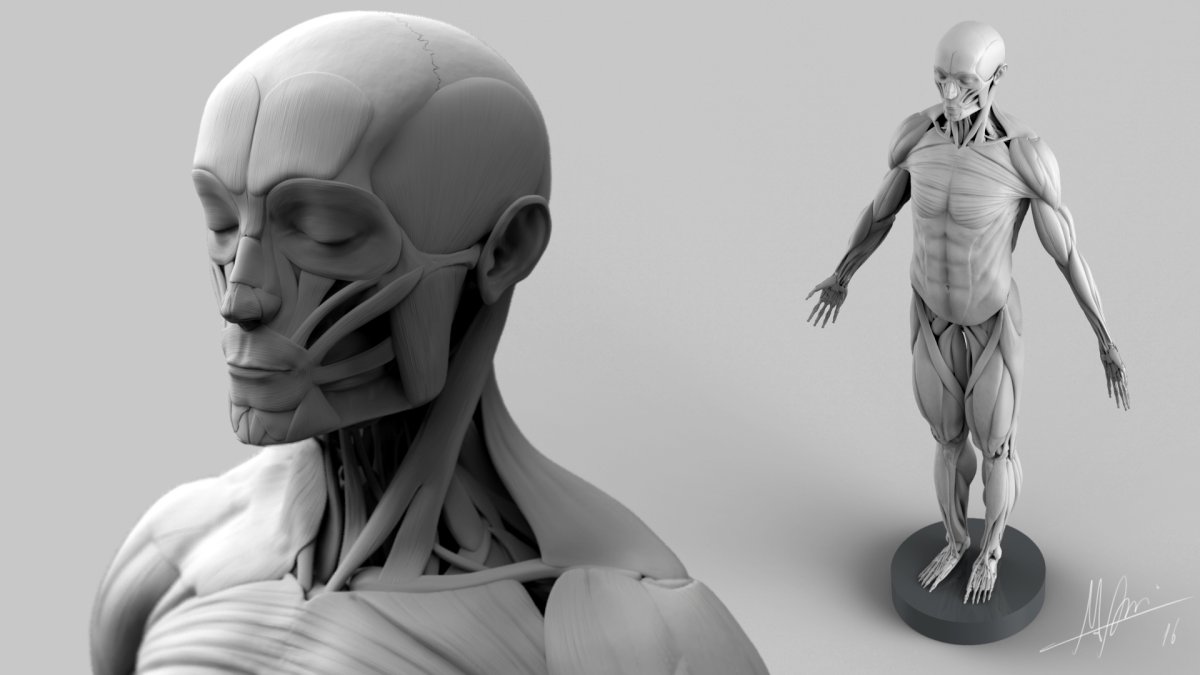 Zbrush Anatomy
