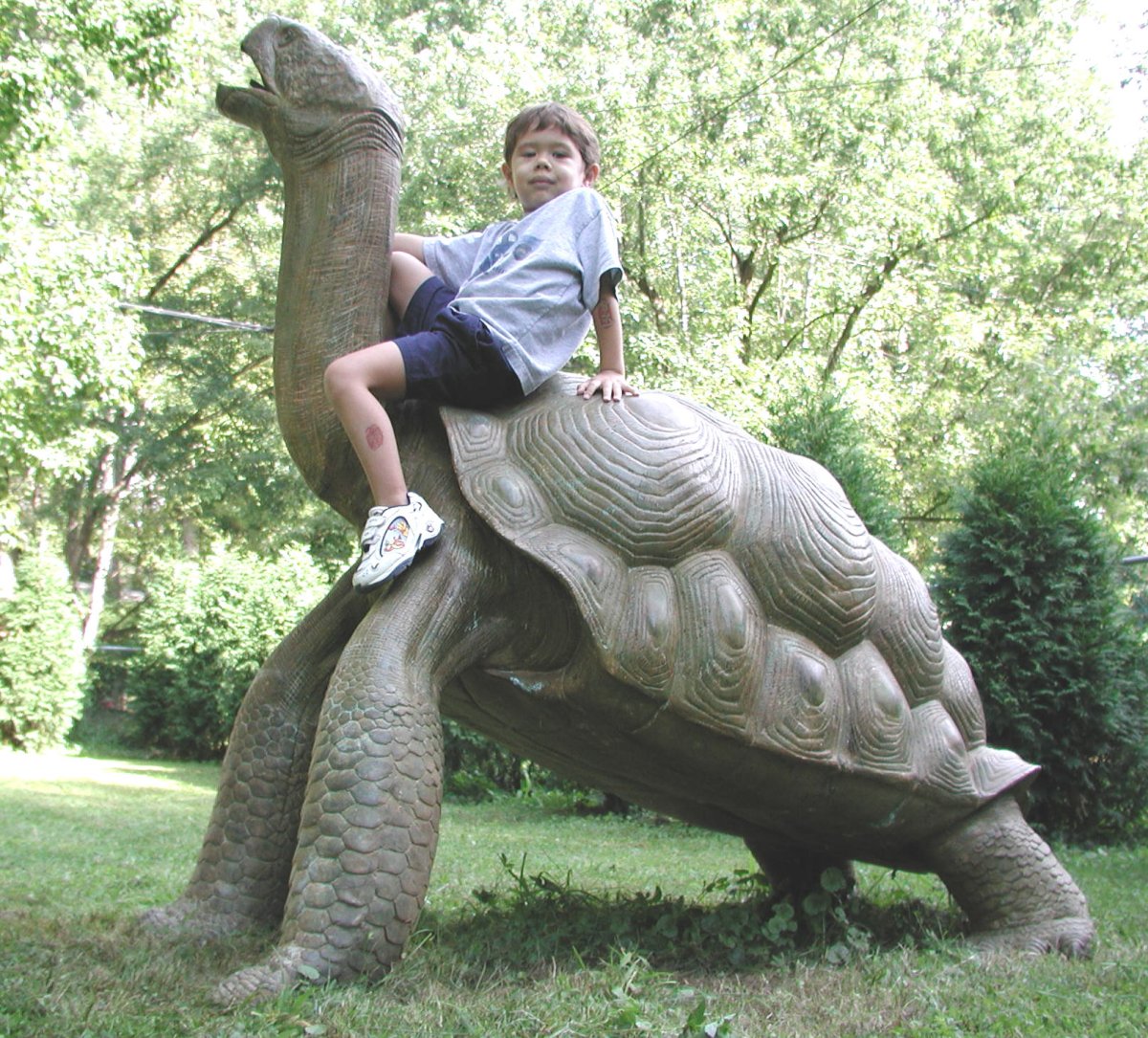 Giant Turtle build