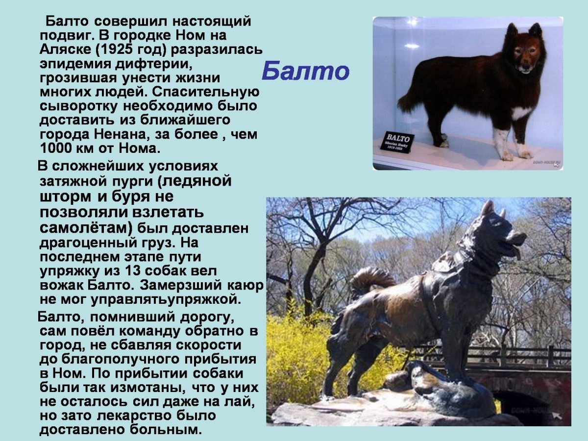 Памятник собаке Балто на Аляске