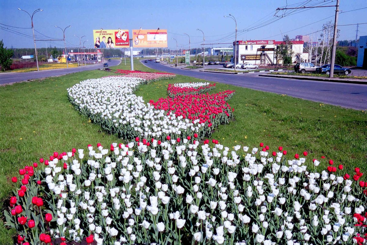 Липецк памятник Петру тюльпаны